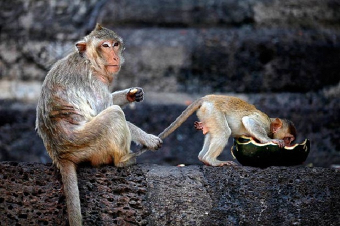 monkeytruth1-reuters-680asns